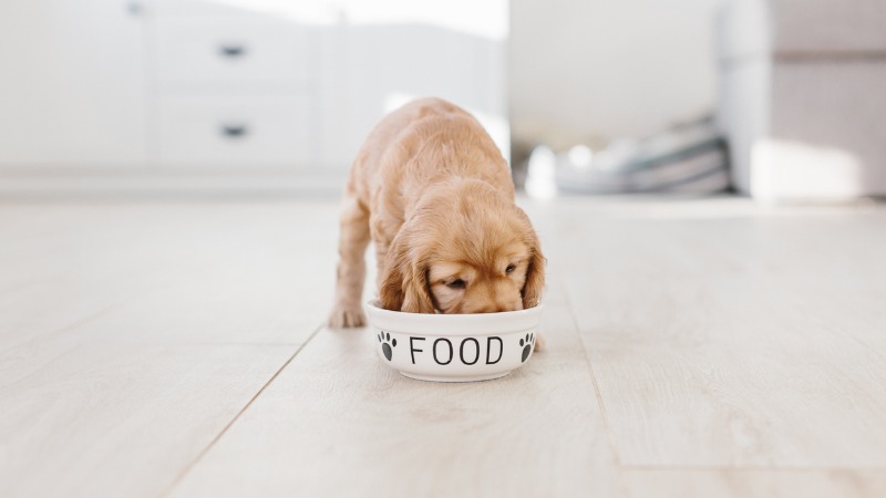 puppy voer hondenbrokken